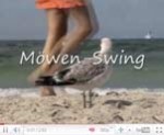 Möwe am Strand Rügen