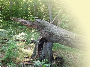 Jasmund Rügen Baum