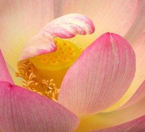 schöne Lotusblüte mit Fruchtpollen - rosa Farbe - Nahaufnahme