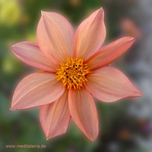 Entspannung mit Blütenfarben: Aster Blüte Mandala hellrot
