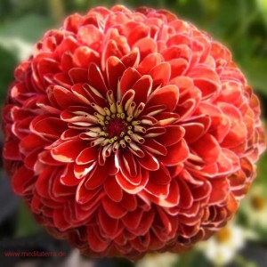 Mandala-Blüte: Rot (Aster)