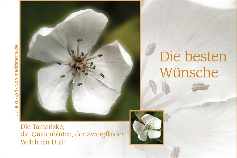 Beste Wünsche für Gesundheit mit weißer Quittenblüte und Haiku-Gedicht / Lyrik von meditaterra.de