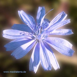 Hellblaue Blüte - Entspannung mit Blütenfarben