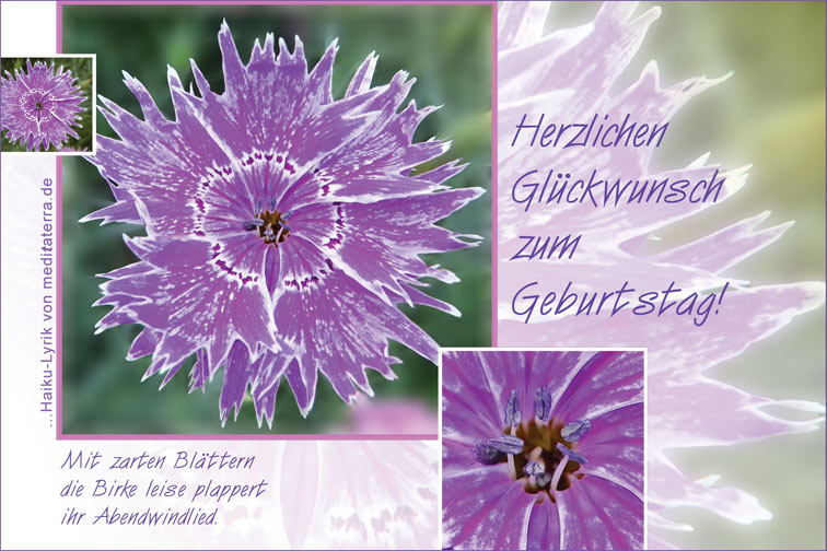 Geburtstagsgruß zum Ausdrucken oder per Mail - mit violetter Nelkenblüte und Haiku-Gedicht / Lyrik