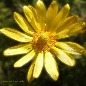Mandala-Blüte: Gelb (Ringelblume) - Entspannung mit Blütenfarben - Blütenmeditation