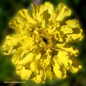 Entspannung mit Blütenfarben - gelbe Mandala-Blüte