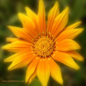Mandala-Blüte: Orange (Ringelblume)