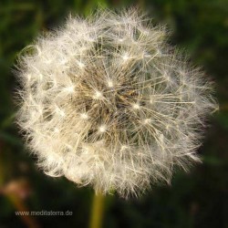 Mandala-Blüte: Silber (Löwenzahn - verblüht) - Entspannung mit Blütenfarben - Blütenmeditation - Farbmeditation