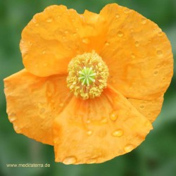 Orange Mohnblüte mit Tropfen - Mandala-Form - Entspannung mit Blütenfarben