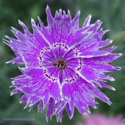 Mandala-Blüte: Violett (Nelke) - Entspannung mit Blütenfarben - Blütenmeditation - Farbmeditation