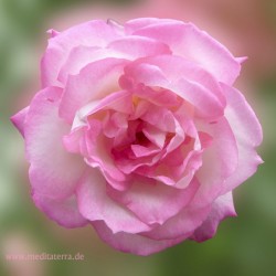 Rosa Rosenblüte in der Form eines Mandalas: Entspannung mit Blüten-Farben, Meditation mit Blüten und Farben