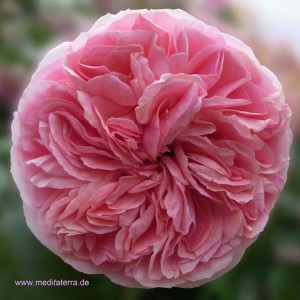 Entspannung mit Blütenfarben - rosa Rose