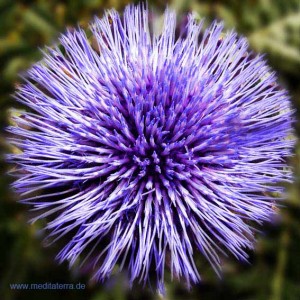 Mandala-Blüte: Indigo (Kräuterblüte) - Entspannung mit Blütenfarben - Blütenmeditation - Farbmeditation