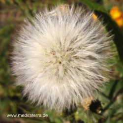 Silberne Blüte - Mandala-Form