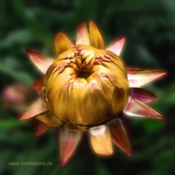 Mandala-Blüte: Gold (Strohblume) - Entspannung mit Blütenfarben - Blütenmeditation - Farbmeditation