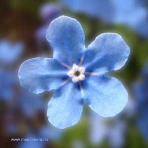 Mandala-Blüte: Blau (Vergissmeinicht) - Entspannung mit Blütenfarben - Blütenmeditation - Farbmeditation