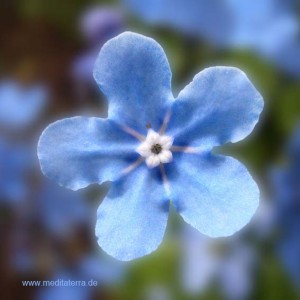 Mandala-Blüte: Blau (Vergissmeinicht) - Entspannung mit Blütenfarben - Blütenmeditation - Farbmeditation