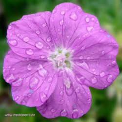 Blüte - violette Farbe mit Tropfen - Blütenmeditation