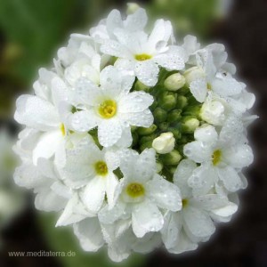 Mandala-Blüte: Weiß (mit Tropfen) - Entspannung mit Blütenfarben - Blütenmeditation - Farbmeditation