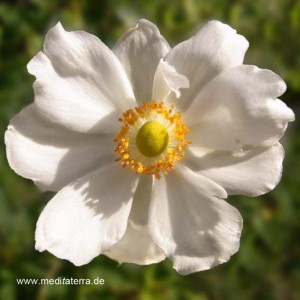 Mandala-Blüte - weiße Wildrose