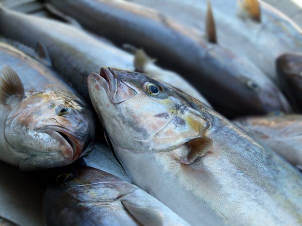 PR-Food-Foto Fische im Hafen