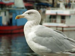 Möwe im Hafen