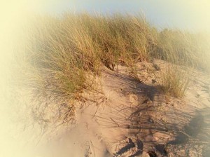 Düne mit feinem Sand und Dünengras in der Abendsonne - Nahaufnahme