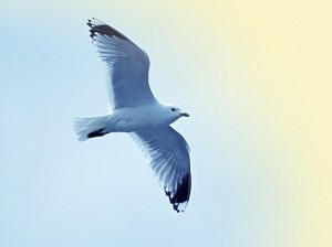 Schöne Möwe im Flug - blauer klarer Himmel