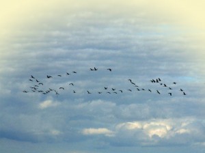 Kraniche im Flug auf der Insel Rügen - mit vielen bläulichen Wolken