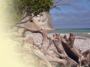 Die weiße Kreideküste Rügen im Nationalpark Jasmund mit Baumholz, türkisem Meer und Strand.