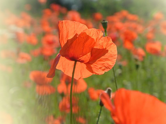 Ummanz wilde Mohnblumen auf der Wiese