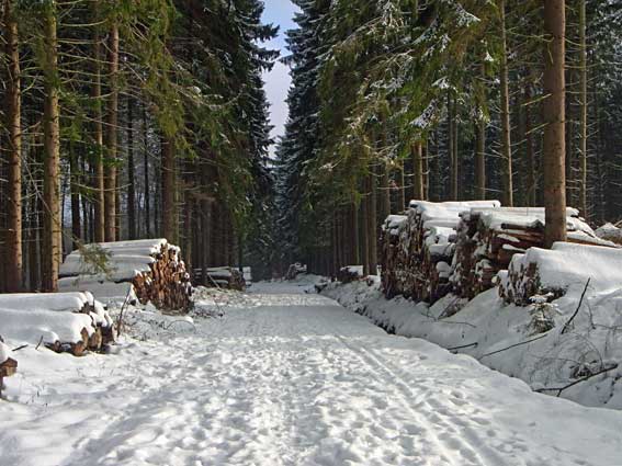 Waldweg verschneit