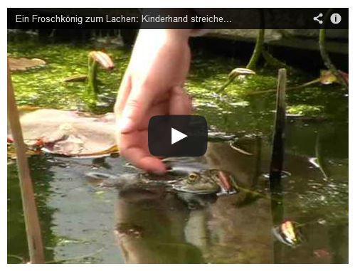 Frosch im Teich wird gestreichelt