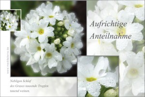 Trauerkarte - Beileidskarte: Aufrichtige Anteilnahme mit weißer Blüte, Tropfen und Haiku-Gedicht.