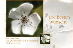 Allgemeiner und flexibler Glückwunsch für verschiedene Anlässe, beste Wünsche mit weißer Quittenblüte und Haiku-Gedicht / Lyrik von meditaterra