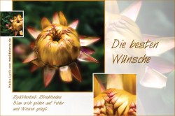 Grusskarte zur goldenen Hochzeit mit goldener Strohblume, die besten Wünsche - mit Haiku-Gedich, Lyrik