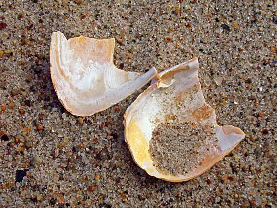 Muschel in zwei Teile zerbrochen am Sandstrand - weiß-beige Farbe