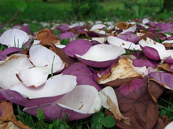 Herabgefallene Blütenblätter einer Magonlie - violettfarben und teilweise welk