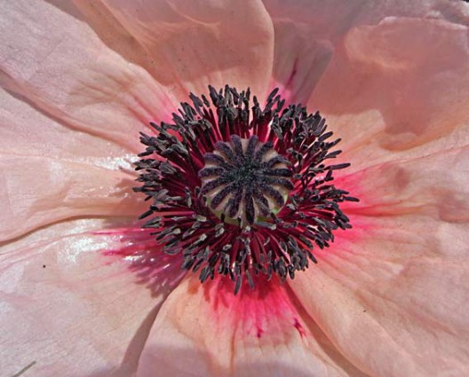 rosa Mohnbluete mit Stempel