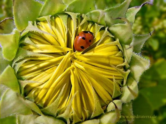 Marienkaefer auf Sonnenblumenknospe