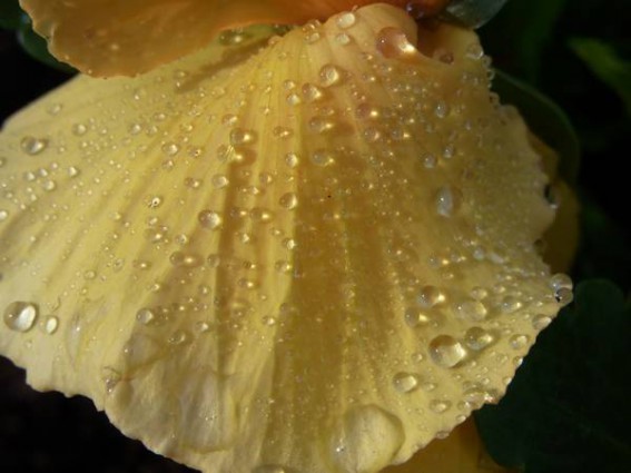 Wassertropfen auf gelbenStiefmuetterchen