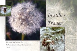 Trauerkarte - In stiller Trauer - mit verblühtem Löwenzahn / Pusteblume und Haiku-Gedicht