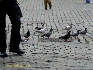 Brüssel Grand' Place Tauben auf dem Pflaster