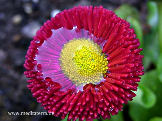 Wassertropfen auf roter Bluete