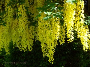 Blühende Goldregenzweige mit dichten Blüten