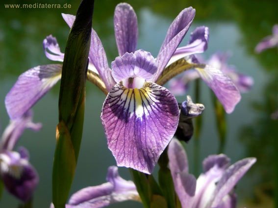 Violette Blüte einer Wasserlilie