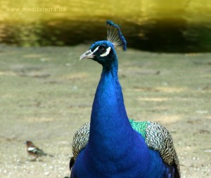 Pfau am Gartenteich