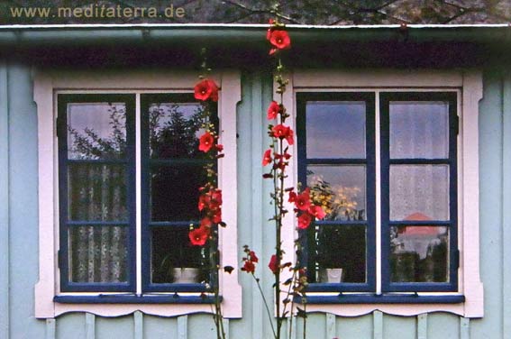 holzhaus mit malven in schweden - zwei fenster