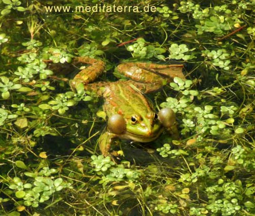 Quakender Frosch im Wasser