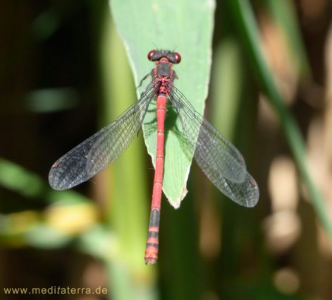 Gartenteich mit Libelle